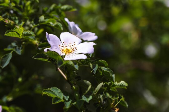 Close-up view of a rosa laevigata blooming in the green leaves under the sunlight