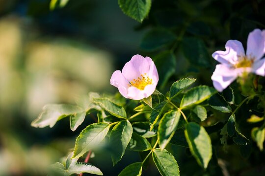 Close-up view of a rosa laevigata flowers blooming in the green leaves under the sunlight