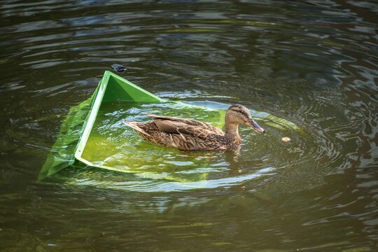 Closeup of a duck swimming on top of a floating box in a pond
