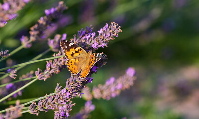 Lavender flower field, blooming purple fragrant lavender flowers. Growing lavender swaying in the wind over the sunset sky, harvest, perfume ingredient, aromatherapy. Lavender field, perfume ingredien