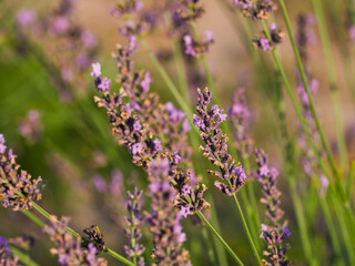 Lavender flower field, blooming purple fragrant lavender flowers. Growing lavender swaying in the wind over the sunset sky, harvest, perfume ingredient, aromatherapy. Lavender field, perfume ingredien