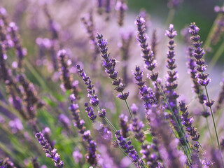 Lavender flower field, blooming purple fragrant lavender flowers. Growing lavender swaying in the wind over the sunset sky, harvest, perfume ingredient, aromatherapy. Lavender field, perfume ingredien