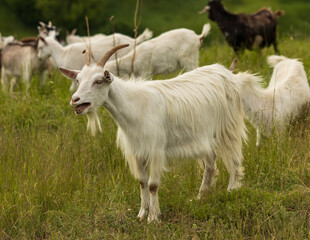 white goats graze on the field