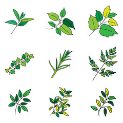 Set of branch with leaves and herbs, isolated on a white background. Hand drawn vector illustration. 