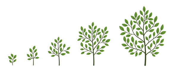 Green tree growth stages. Plant development. Vector illustration. The life cycle.