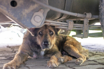 Concept image of a stray dog taking refuge under the car.