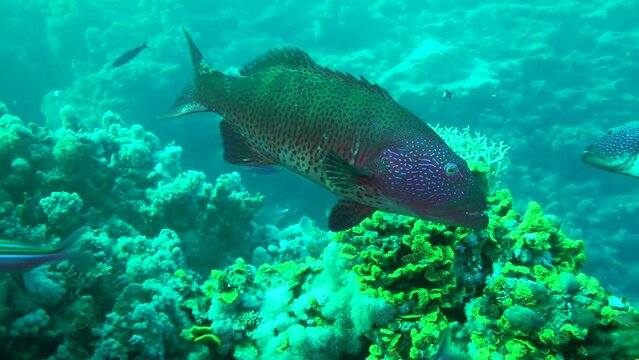 The Leopard Grouper (Plectropomus pessuliferus) couple usually occupies an area of the seabed that is guarded from other claimants.