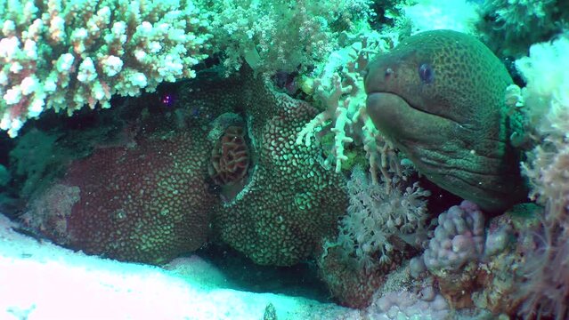 Giant moray (Gymnothorax javanicus) pulls its head into a coral crevice, close-up.
