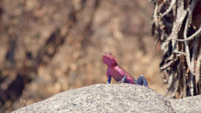 The Mwanza Flat-Headed Rock Agama is a lizard native to Africa and more commonly called the "Spider-Man" lizard.