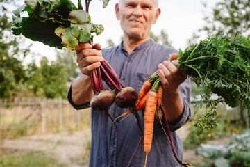Happy gardener with fresh bunches of carrots and beetroots in garden