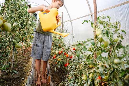 Boy watering plants in greenhouse