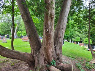 tree in the park
