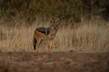 Naklejka na ściany i meble A jackal searching for prey in the grasslands of the Kalahari Desert in Namibia.
