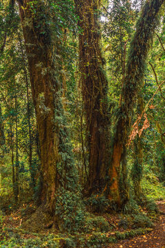 Evergreen beech forest near foot of Andes mountains, Patagonia, Argentina, South America, chile © vaclav