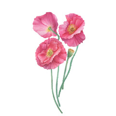 Bouquet with pink Shirley poppie flower (Papaver rhoeas). Floral botanical greeting card. Hand drawn watercolor painting illustration isolated on white background.