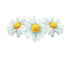 Bouquet, border, frame with summer field, meadow white chamomile flowers (cota, daisy, chamomilla). Watercolor hand drawn painting illustration, isolated on white background.