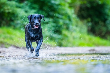 Labrador retriever running at riverbank