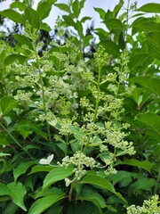 blueberries on a bush