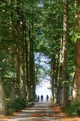 shady alley in early autumn on a sunny day