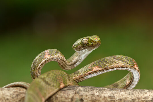 Bioga Bengkuluensis coiled on a branch, Indonesia