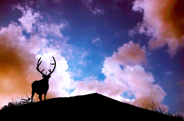 Silhouette picture of moose on the hill with beautiful sky background