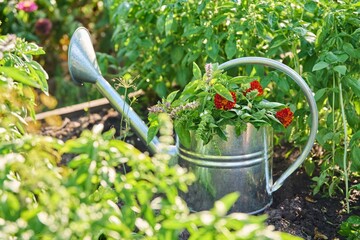 Close-up of watering can with herbs flowers on garden bed