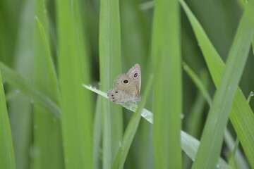 Obraz premium butterfly on green leaf