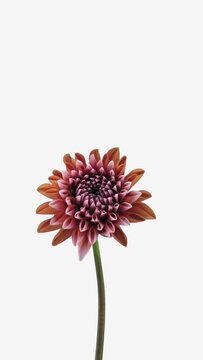 Time lapse of growing and opening orange Dahlia flower (Asteraceae) isolated on white background, vertical orientation, 4K