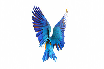 Colorful feathers on the back of macaw parrot. Blue and gold macaw parrot
