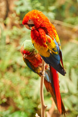 Macaw couple on a tree branch