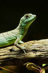 Green dragon on a tree branch