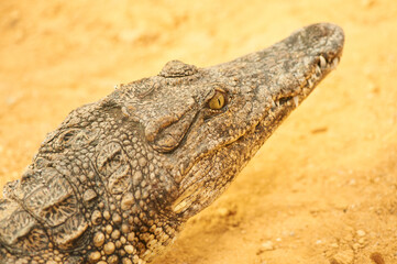 Obraz premium Crocodile head detail out of water