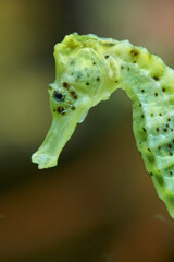 Fototapeta premium Green sea horse head detail