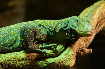 Lizard varanus on a tree branch