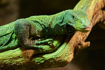 Lizard varanus on a tree branch