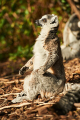 Fototapeta premium Lemur sitting on a ground with leaves