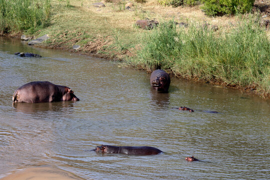 Bloat of Hippos in  river, Kruger National Park, South Africa