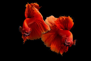 Photo of a beautiful longtail betta in Thailand
