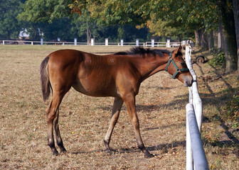 Obraz premium Horses in the stud, Walewice, Lodz Voivodeship, Poland