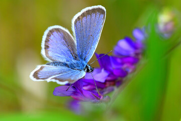 Butterfly on a flower