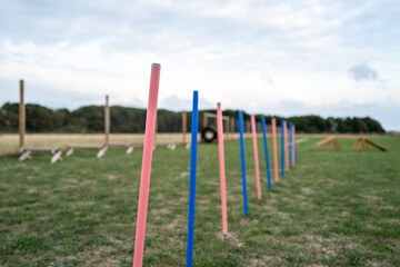 Fototapeta na wymiar Shallow focus of the first red dog agility pole in at a dog agility course. Taken soon after a dog competition.