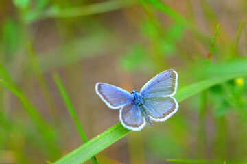 Butterfly on a flower