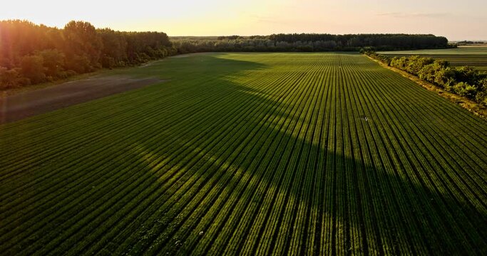 Sunset over agricultural onion plants in field at industrial farm