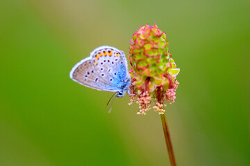 Butterfly on a flower