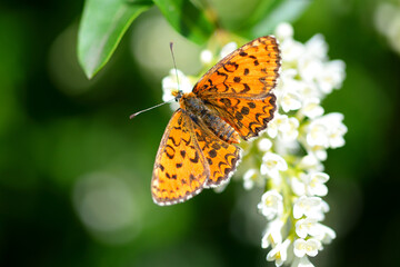 Butterfly on a flower