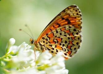 Butterfly on a flower