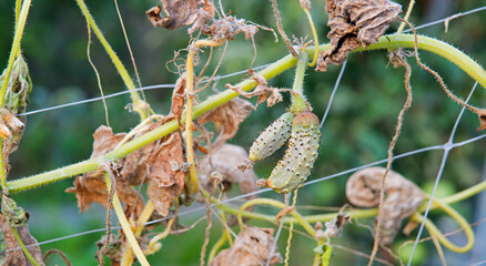 Dried bush of cucumbers with unripe fruits