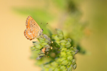 Butterfly on a flower