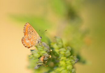 Butterfly on a flower