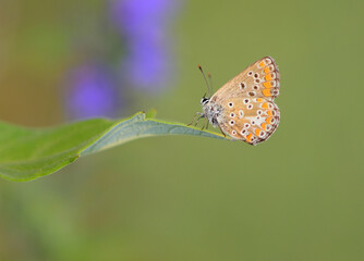 Butterfly on a flower